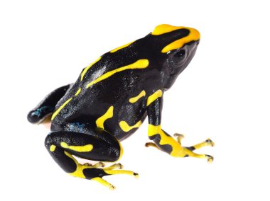 sarı boya üzerine beyaz izole kurbağa dendrobates tinctorius allanis dart