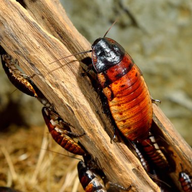 (Gromphadorhina portentosa) hamamböceği tıslama Madagaskar