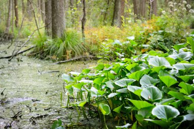 Orman bataklık peyzaj Manzaralı