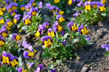 Bahar Heartsease çiçek (viyola tricolor)