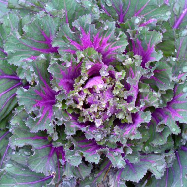 Dekoratif süs lahana yakın çekim