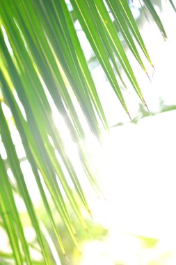 Avuç içi yaprakları yakın plan