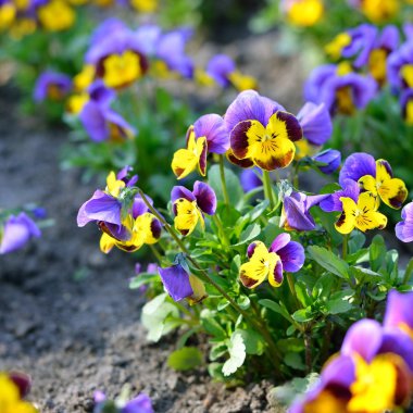 Bahar Heartsease çiçek (viyola tricolor)