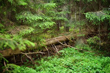 Karanlık çam ormanı sahnesi