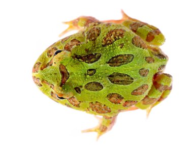 Ornate Horned Frog Ceratophrys ornata isolated on white