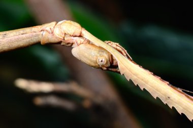 terrarium içinde böcek sopa