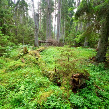 Karanlık çam ormanı sahnesi