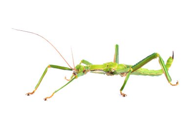 yeşil böcek sopa diapherodes kızgözü izole