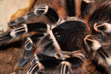 siyah tarantula