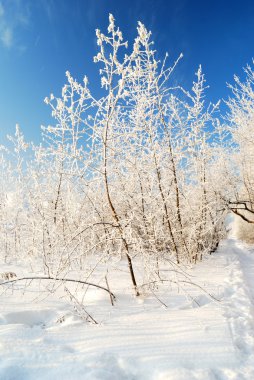 kar kış manzara mavi gökyüzü ağaçlar kaplı