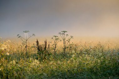 sis alanında çimen