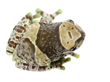 izole altın gözlü ağaç kurbağası veya amazon süt kurbağa trachycephalus resinifictrix