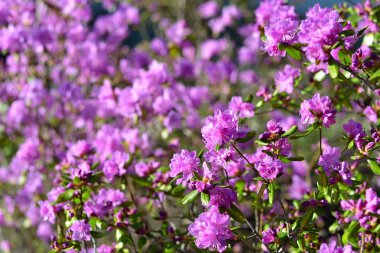 Baharda pembe çiçekler