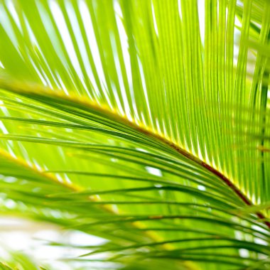 Avuç içi yaprakları yakın plan