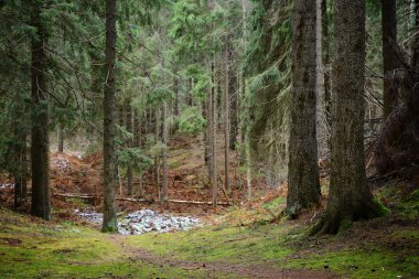 Karanlık çam ormanı sahnesi