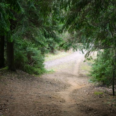 Karanlık çam ormanı sahnesi