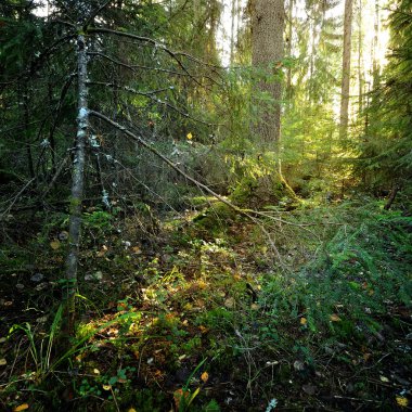 Karanlık çam ormanı sahnesi