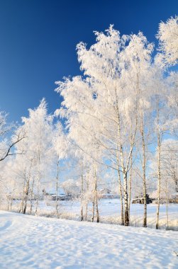 Hoar-frost ağaçları kış