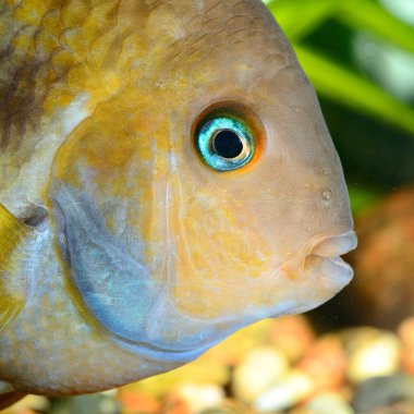 Cichlasoma sajica fish in aquarium clipart