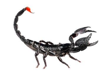 siyah Akrep pandinus Imperator izole saldırganlık duruş içinde. gölge yok