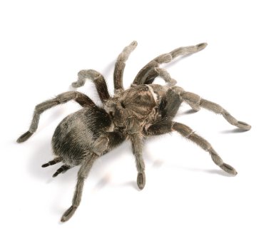 siyah tarantula grammostola pulchra izole