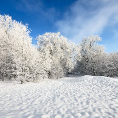 Hoar-frost ağaçları kış