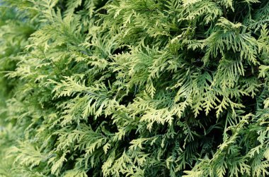 Ardıç yakın çekim