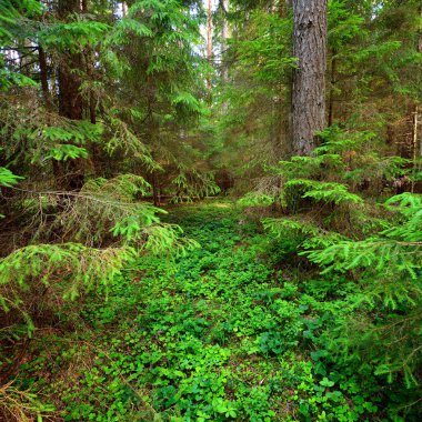 Karanlık çam ormanı sahnesi