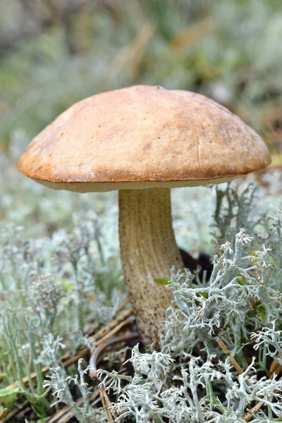 Pilz im Wald — Stockfoto