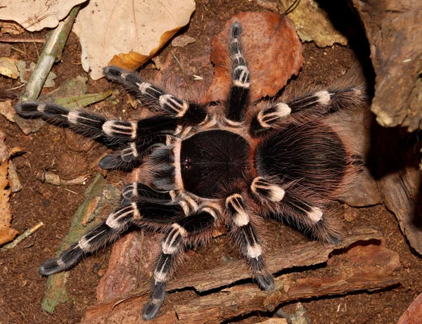 Czarny tarantula — Zdjęcie stockowe