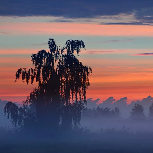 Färgglada sunrise på fältet med dimma på morgonen — Stockfoto
