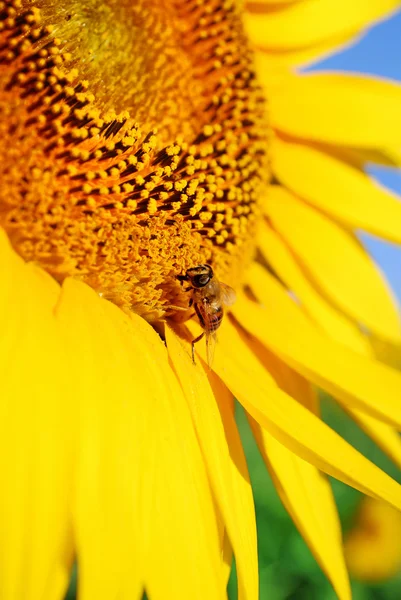 Sonnenblume in Nahaufnahme mit Biene darauf — Stockfoto