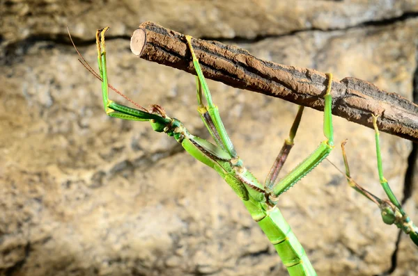 Stäbcheninsekt im Terrarium — Stockfoto