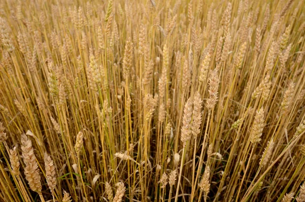 Wheat field close-up — Stock Photo, Image