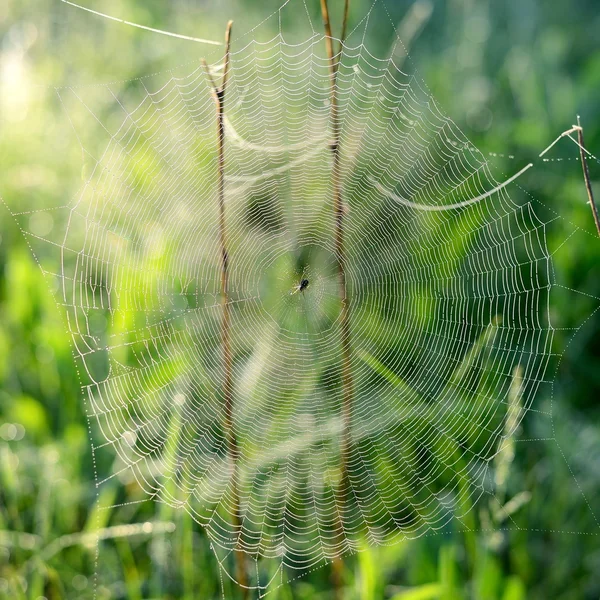 Spider's web close-up in the field in the early morning — Stock Photo, Image