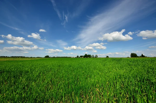 고전적 인 시골 풍경. 푸른 하늘을 배경으로 초록색 들판 — 스톡 사진