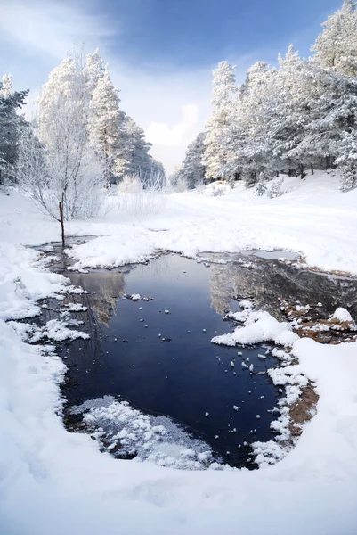 Neve sugli alberi — Foto Stock