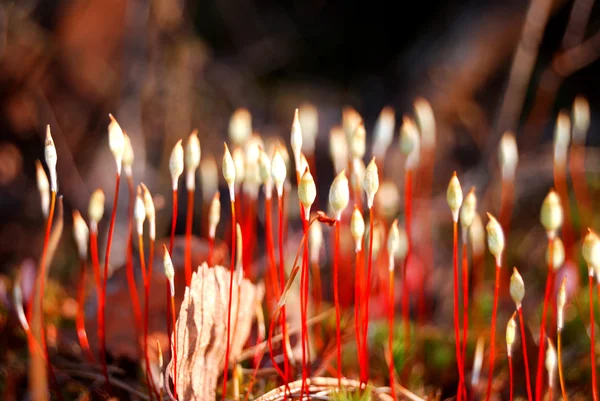 Colourful moss spores — Stock Photo, Image