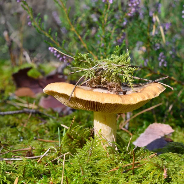 Cogumelo na floresta — Fotografia de Stock