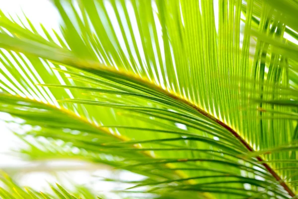 Palmbladeren close-up — Stockfoto