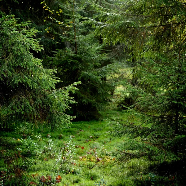 Scène de forêt de pins foncés — Photo