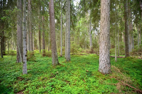 Donker dennenbos — Stockfoto