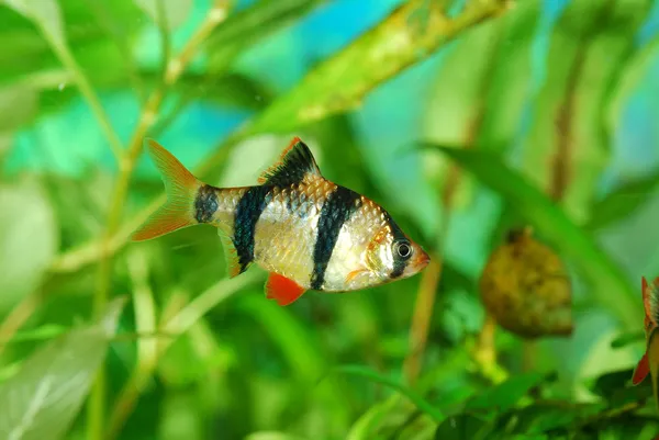 Kaplan iğnesi Puntius tetrazona akvaryumda