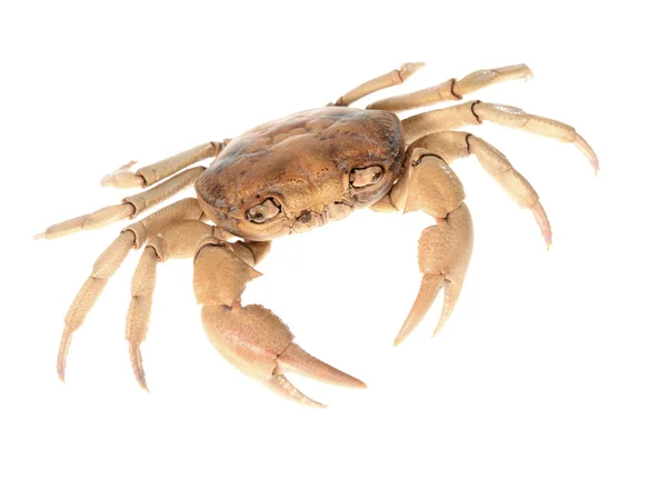 Potamon de crabe de rivière isolé sur blanc — Photo