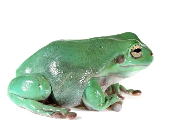 澳大利亚的绿色树蛙 litoria 蓝白色上孤立 — 图库照片