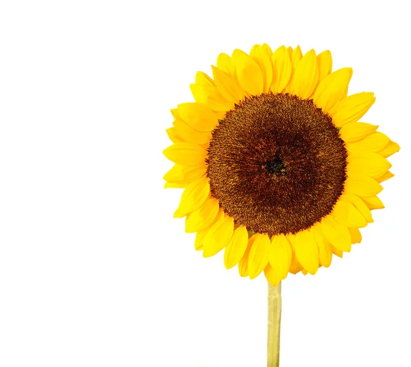 Sunflower isolated on white with copyspace — Stock Photo, Image