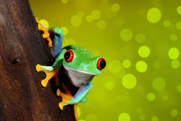 Rotaugenfrosch agalychnis callidryas im Terrarium — Stockfoto