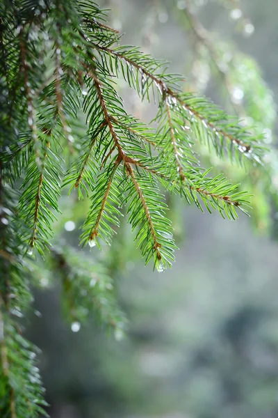 Pine tree close-up — Stock Photo, Image
