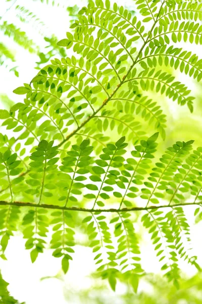 Green tropical plants close-up — Stock Photo, Image