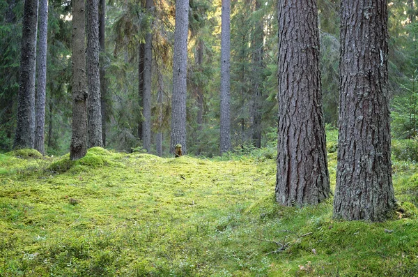 Ciemna scena lasu sosnowego — Zdjęcie stockowe